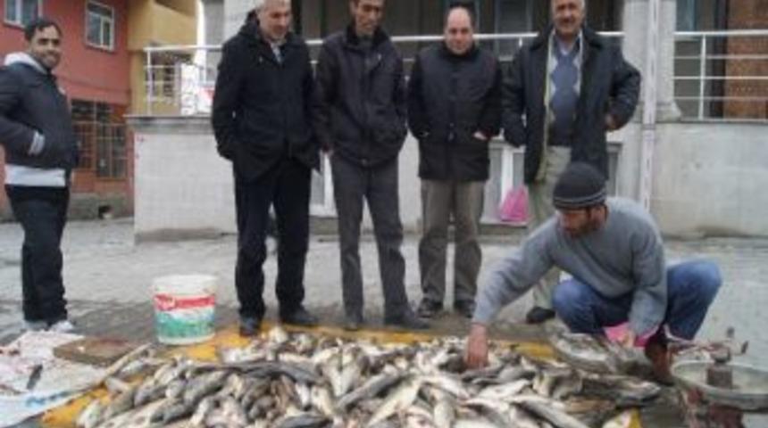 Murat Balığı Tezgahtaki Yerini Aldı