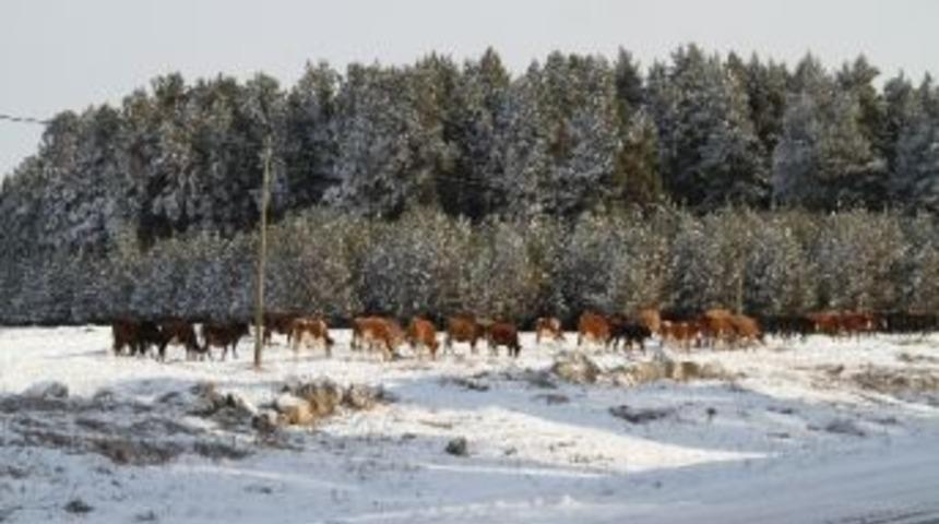 Ardahan&rsquo;dan Kış Manzaraları