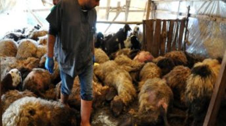 Mersin'de kurt dehşeti