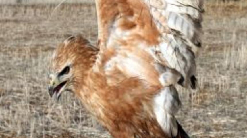 Yaralı Şahin &ldquo;burkaz&rdquo; İyileşemedi