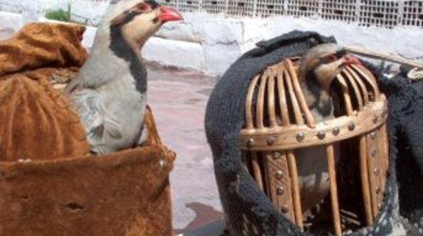 Kınalık Keklikler İ&ccedil;in 25 Ton Yem Toplandı