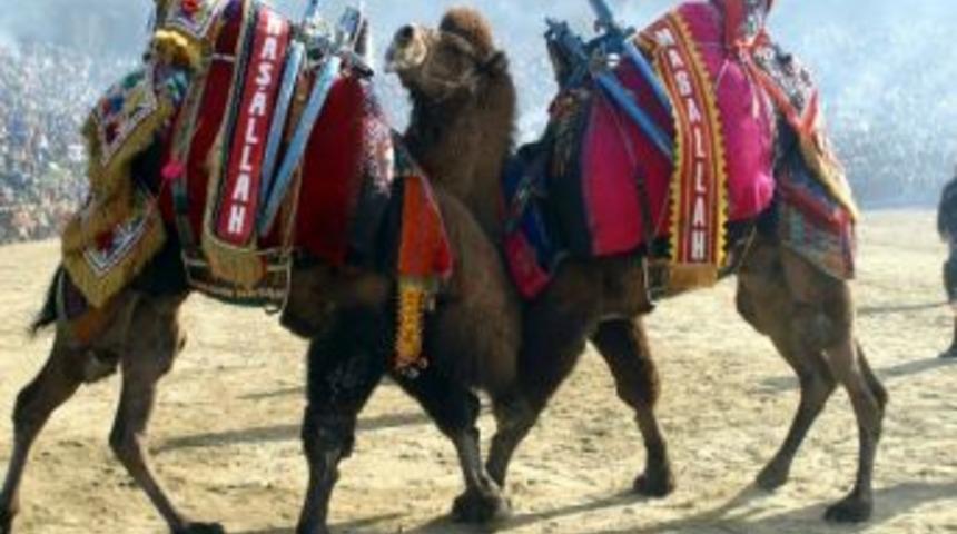 2. Belevi Ke&ccedil;i Kalesi Deve G&uuml;reşleri Şenliği Yarın Yapılacak