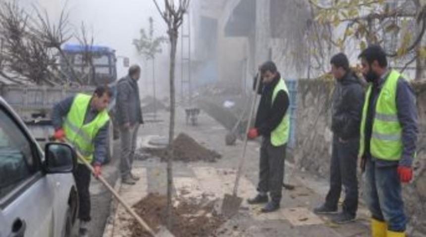 Siirt&rsquo;te G&uuml;z D&ouml;nemi Ağa&ccedil;landırma &Ccedil;alışması