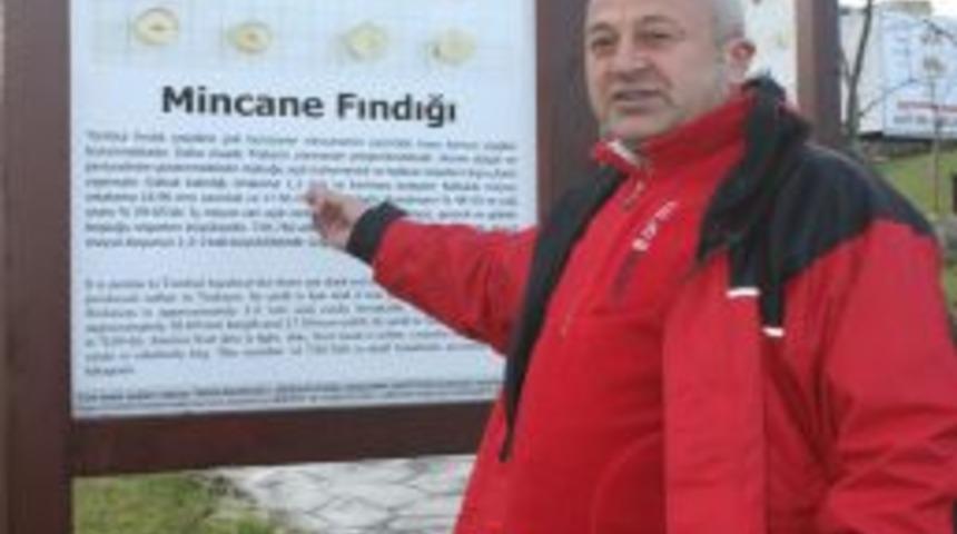 T&uuml;rkiye'nin Ilk Fındık M&uuml;zesi, K&uuml;t&uuml;phanesi Ve &Ouml;rnek Bah&ccedil;esi Oluşturuluyor