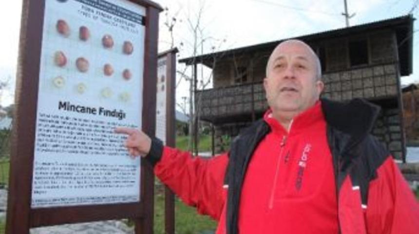 Fındık K&uuml;t&uuml;phanesi Ve A&ccedil;ıkhava M&uuml;zesi Kuruluyor