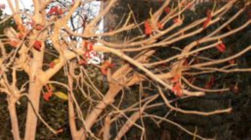 Kadirli&rsquo;de Dut Ağacı Meyve Verdi