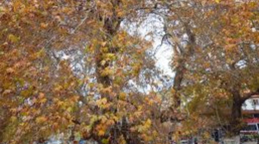 Bin Yıllık &Ccedil;ınar Bakıma Alınıyor