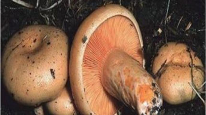 Mantarları Emin Olmadık&ccedil;a Yemeyin