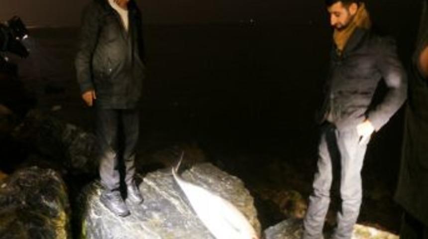 Sahilde Bir &Ouml;l&uuml; Yunus Daha Bulundu