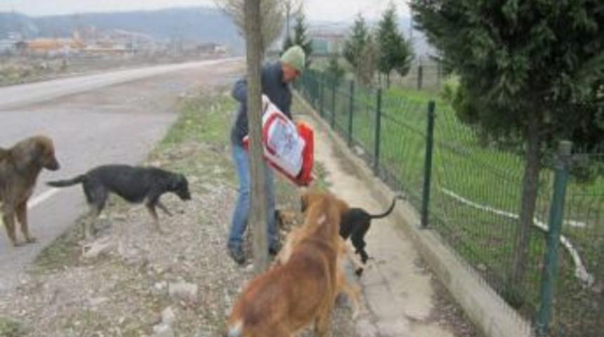 Sokak K&ouml;peklerine Şefkat Eli Uzattılar