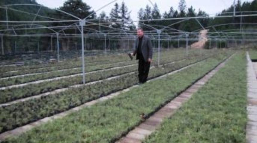 Yılda 2 Milyon Fidan &Uuml;retiliyor