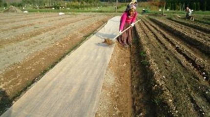 Ceviz Ekim &Ccedil;alışmaları Tamamlandı