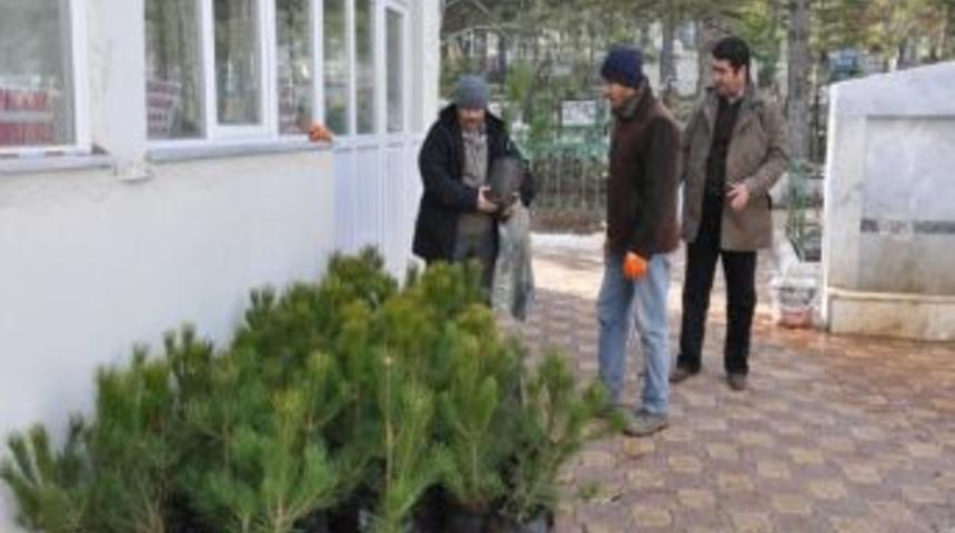 Elbistan Belediyesi Mezarlık İ&ccedil;in &Ccedil;am Fidanı Dağıttı
