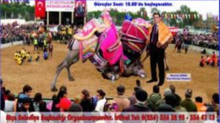 130 Pehlivan Deve At&ccedil;a Arenasında G&uuml;reşecek