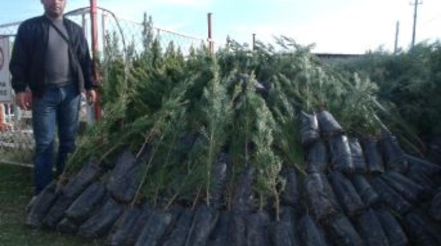 İdil'de Ağa&ccedil;landırma Kampanyası