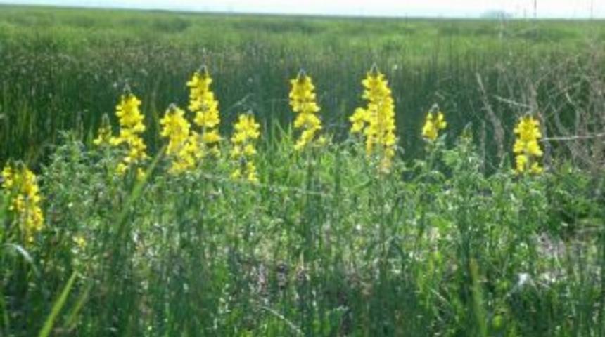 &lsquo;eber Sarısı&rsquo; Koruma Altında