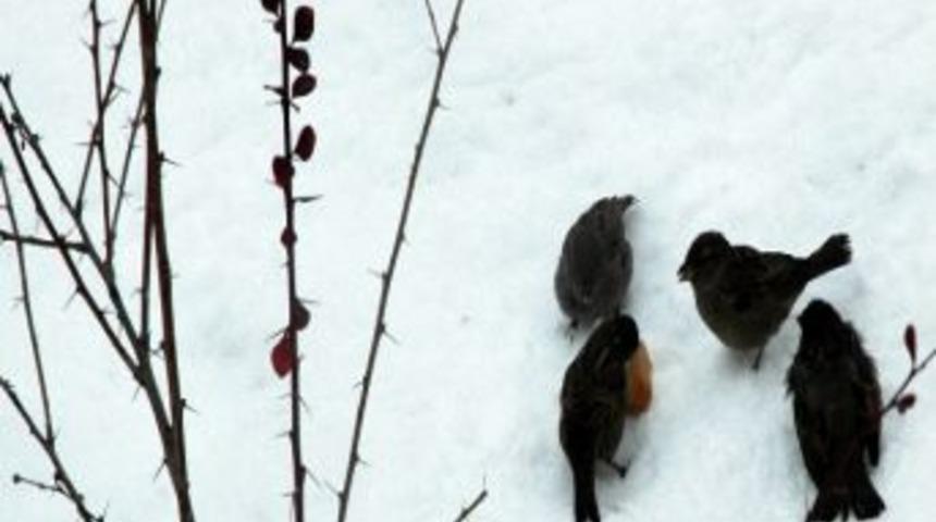 Kar Yağdı, Kuşlar A&ccedil; Kaldı