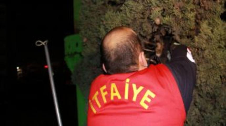 &Ccedil;ıktığı Ağa&ccedil;tan Inemeyen Yavru Kediyi Itfaiye Kurtardı