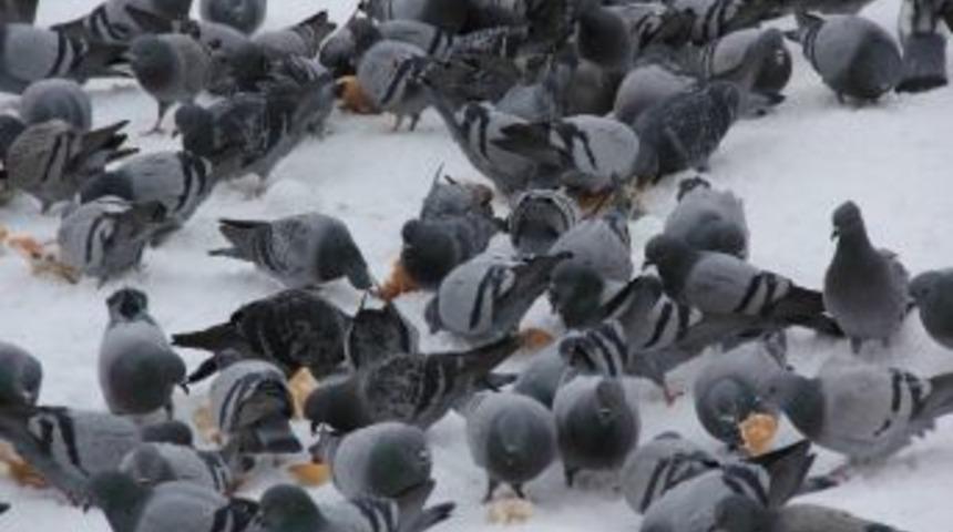 Doğu Buz Kesti, Su Saya&ccedil;ları Patladı