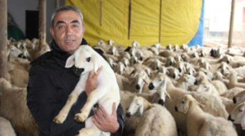 Akkaraman Koyun Irkının Halk Elinde Islahı Kırşehir&rsquo;de