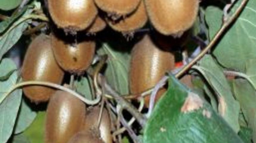 Ordu&rsquo;da Kivi &Uuml;retimi On Yılda On Kat Arttı