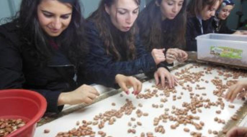 M&uuml;hendis Adayları Yerfıstığı Fabrikasını Gezdi