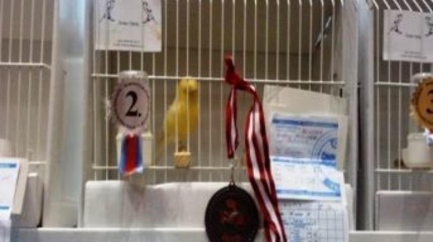 Edremit Kanaryaları Rakip Tanımıyor