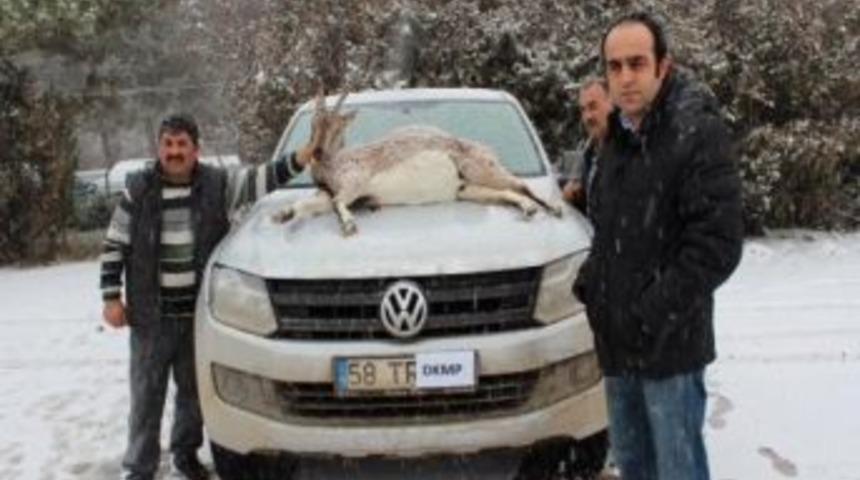 Ka&ccedil;ak Avcıya, Yabani Ke&ccedil;i Avı Pahalıya Mal Oldu