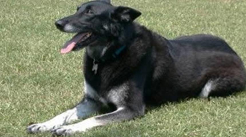 CENAZESİNDE DİK DURMAK İSTEYEN ADAM