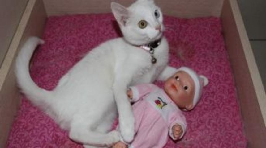 Van Kedileri Artık Daha Mutlu