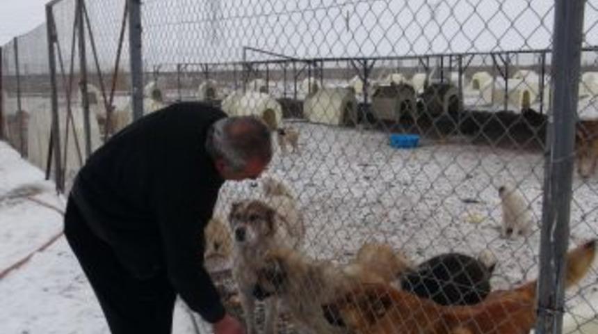 Ardahan'da Sahipsiz K&ouml;pekler Donmaktan Kurtuldu