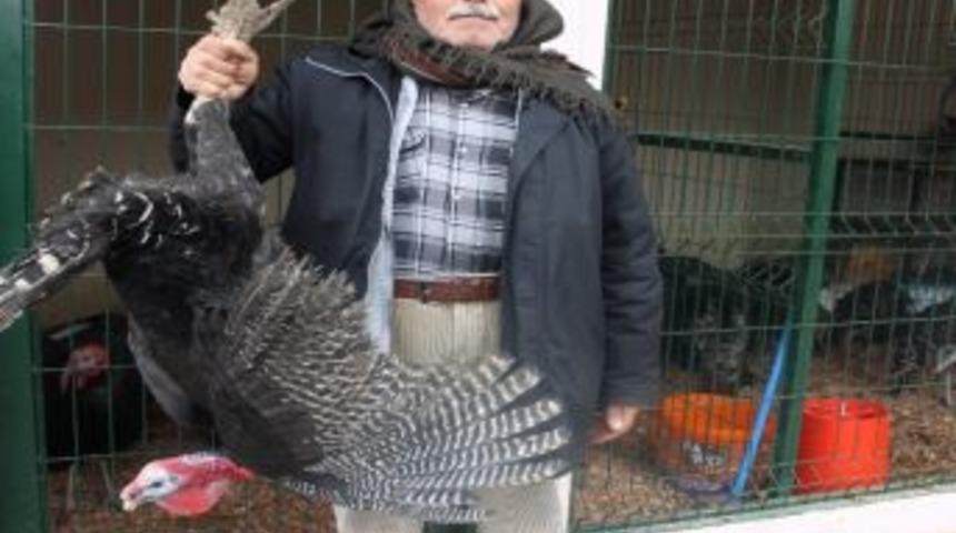 Yılbaşı Hindileri G&ouml;r&uuml;c&uuml;ye &Ccedil;ıktı