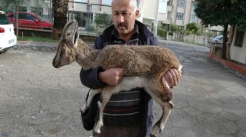 Yaralı Dağ Ke&ccedil;isi Orman İşletme M&uuml;d&uuml;rl&uuml;ğ&uuml;&rsquo;ne Teslim Edildi