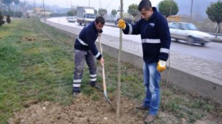 Fidan Dikimi Aralıksız S&uuml;r&uuml;yor