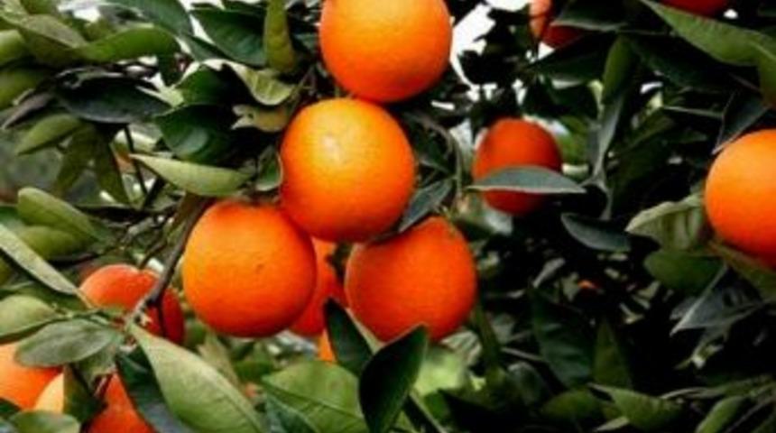 Narenciye &Uuml;retimi Uzaydan İzlenecek