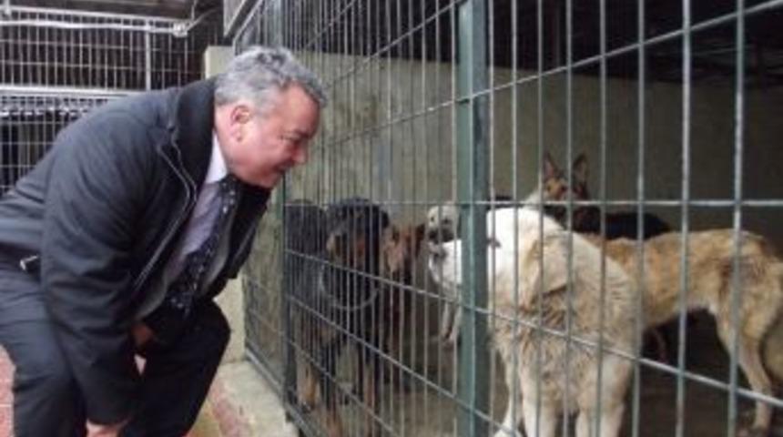Şark&ouml;y K&ouml;pek Barınağı Kış Şartlarına Hazır