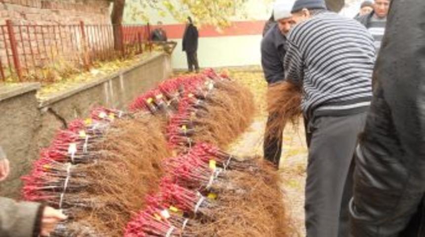 &Ccedil;ift&ccedil;ilere 16 Bin Asma Fidanı Dağıtıldı
