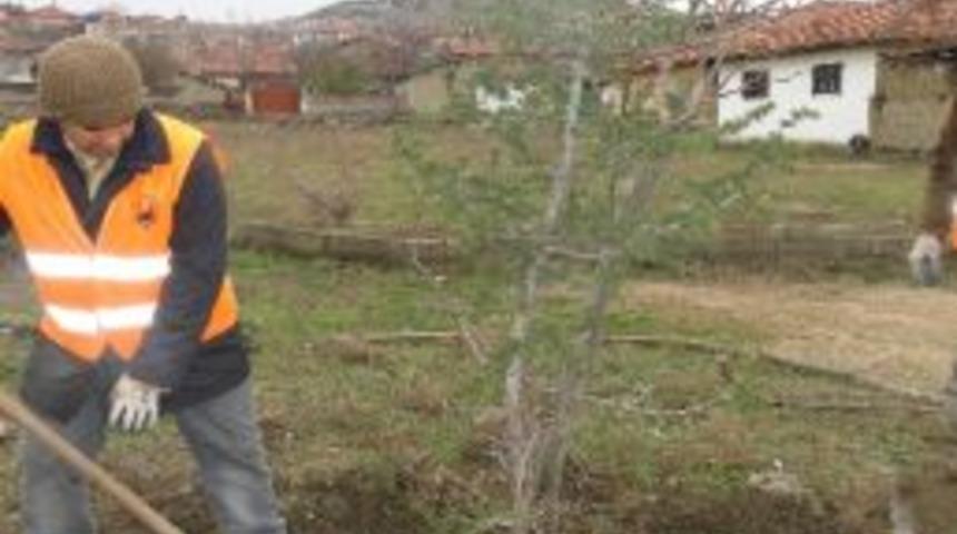 Sungurlu&rsquo;da Ağa&ccedil; Budama Ve Rehabilitasyon &Ccedil;alışmaları Başladı