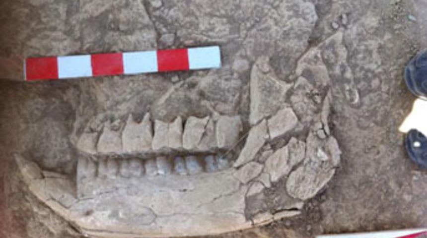 10 milyon yıllık fosil bulundu!