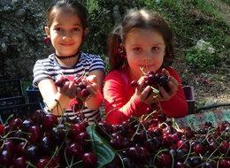 Türkiye'nin son kirazlarının hasadına başlandı