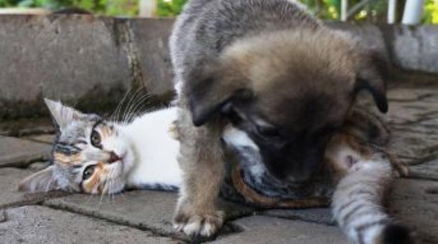 Sarıg&ouml;l&rsquo;de Kedi-k&ouml;pek Dostluğu