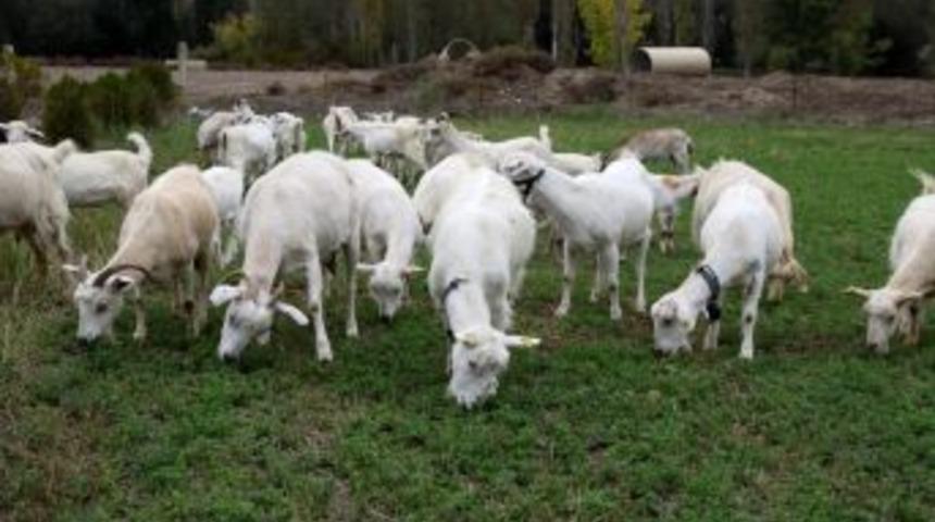 Orman Genel M&uuml;d&uuml;rl&uuml;ğ&uuml;'nden Saanen Ke&ccedil;isi Yetiştiricilerine Kredi Desteği