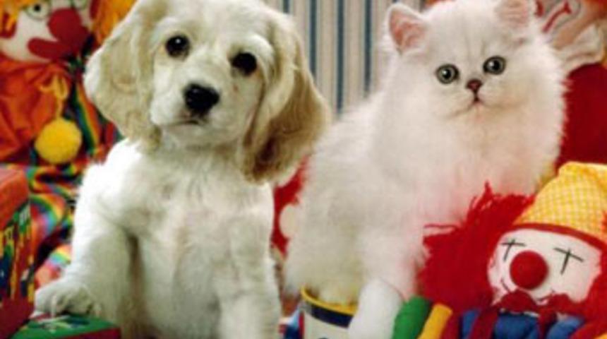 İlgin&ccedil; kedi huyları