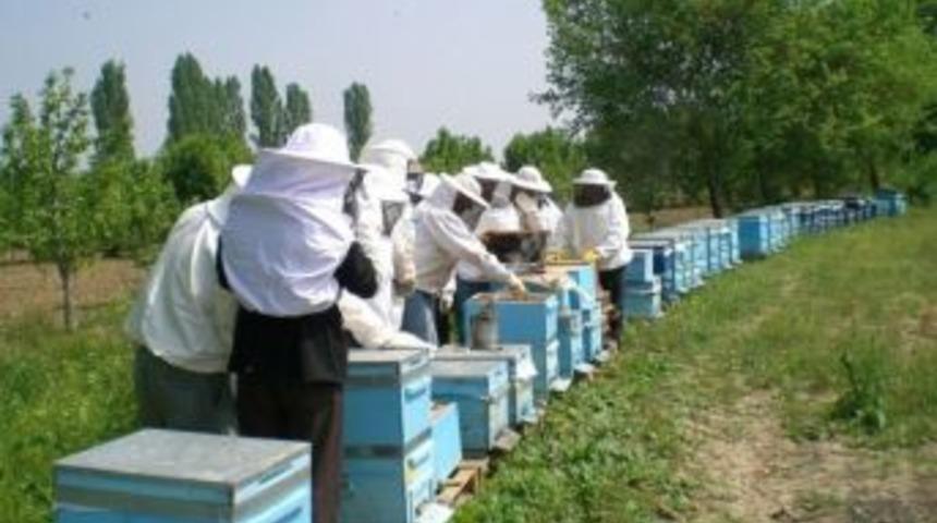 Profesyonel Arıcılık İ&ccedil;in Devlet Desteği