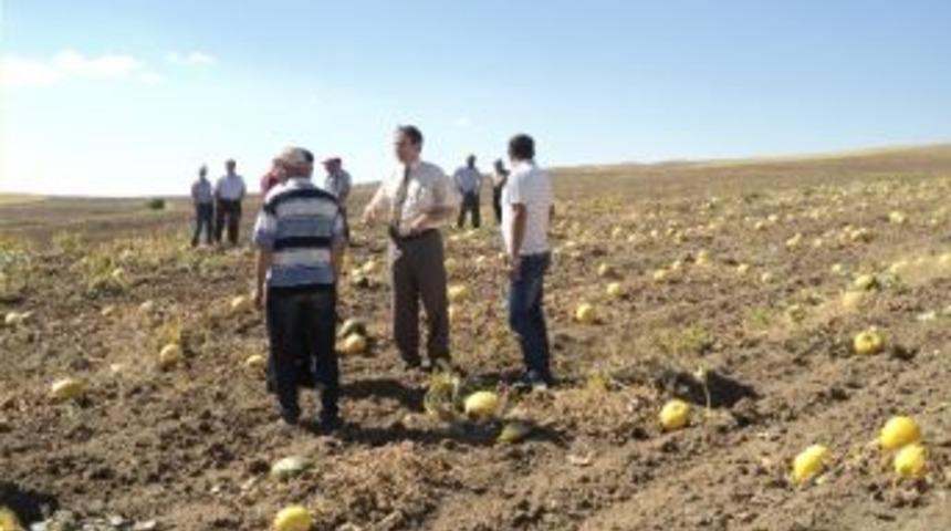 Sorgun&rsquo;da &Ccedil;erezlik Kabak Hasadı Başladı