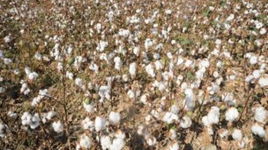 Nazilli&rsquo;de Makineli Pamuk Hasadı Başladı