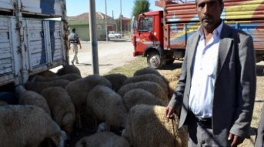 Niğde&rsquo;de Kurbanlıklar G&ouml;r&uuml;c&uuml;ye &Ccedil;ıktı