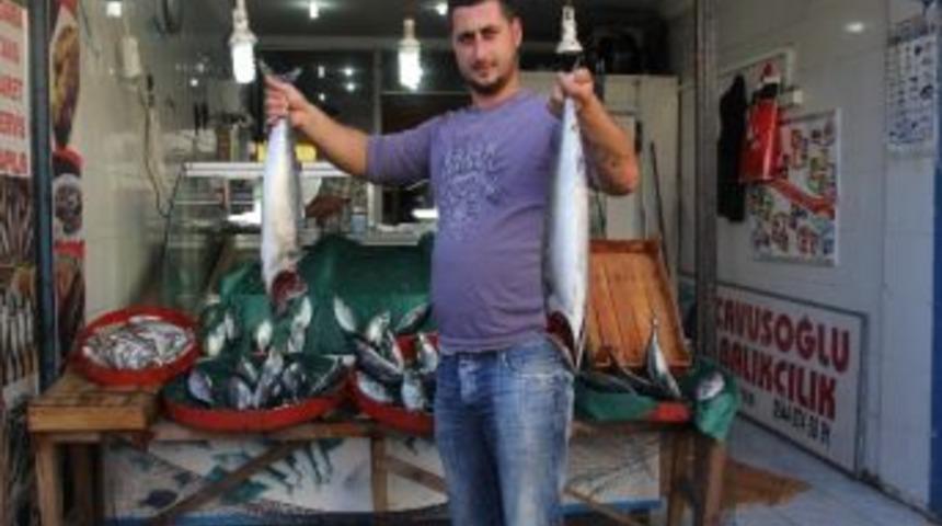 40 Tl&rsquo;ye Palamut