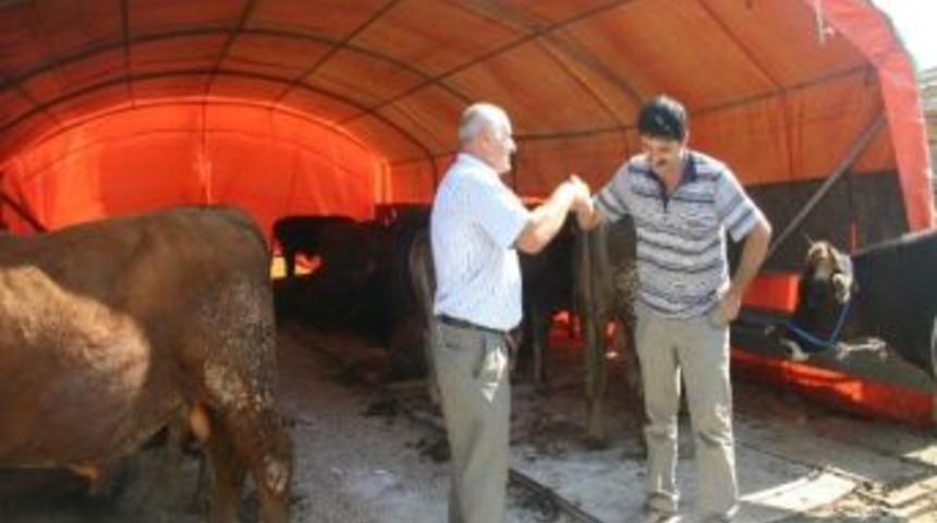 Kemalpaşa&rsquo;da Kurbanlıklar G&ouml;r&uuml;c&uuml;ye &Ccedil;ıktı