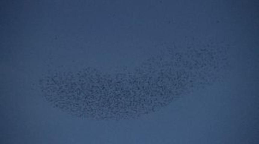 Kuşların G&ouml;ky&uuml;z&uuml;ndeki Dansı